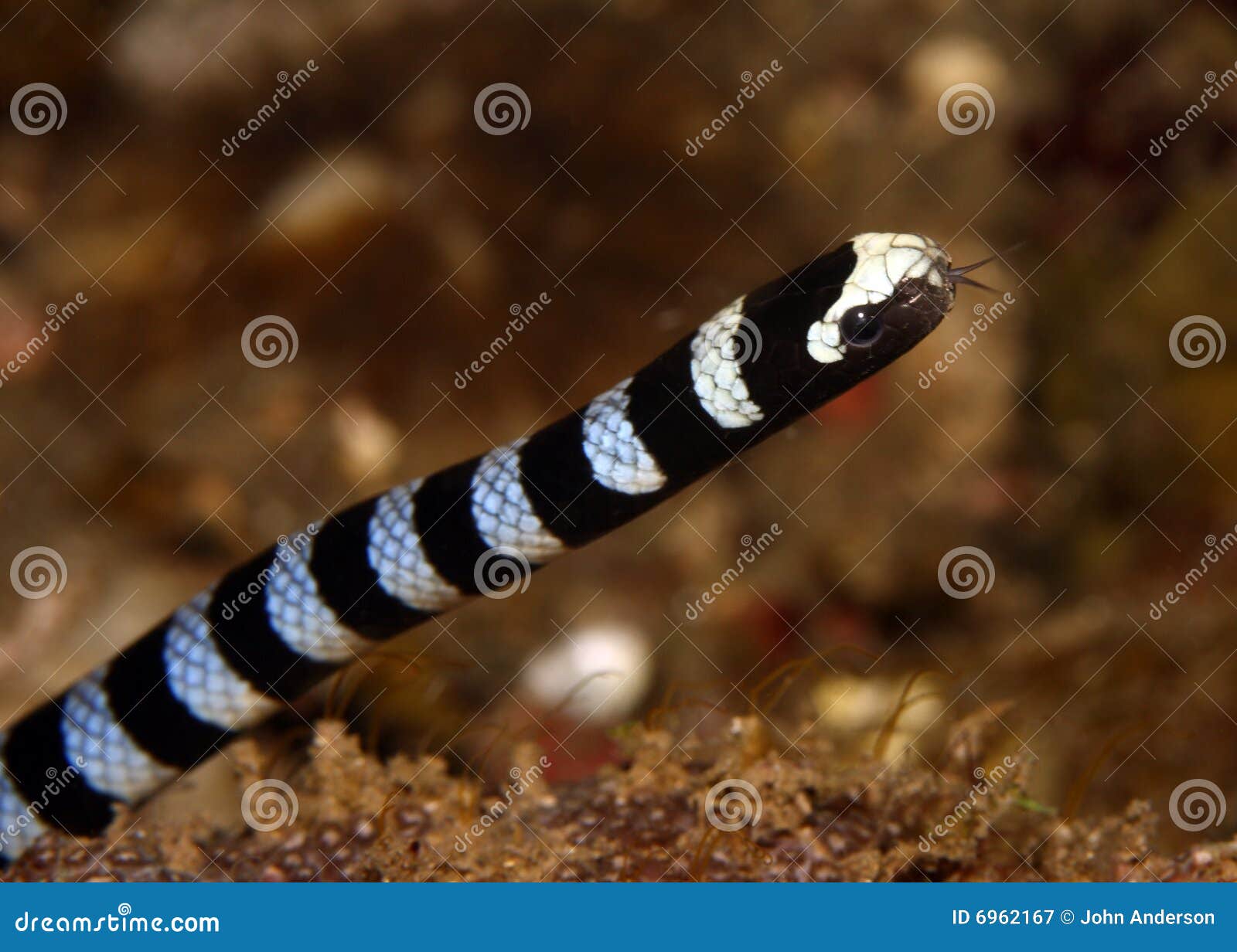 Sea Snake Symbolism Symbolism, Dreams, Messages - Spirit Animal Totems, image size:1600x1232