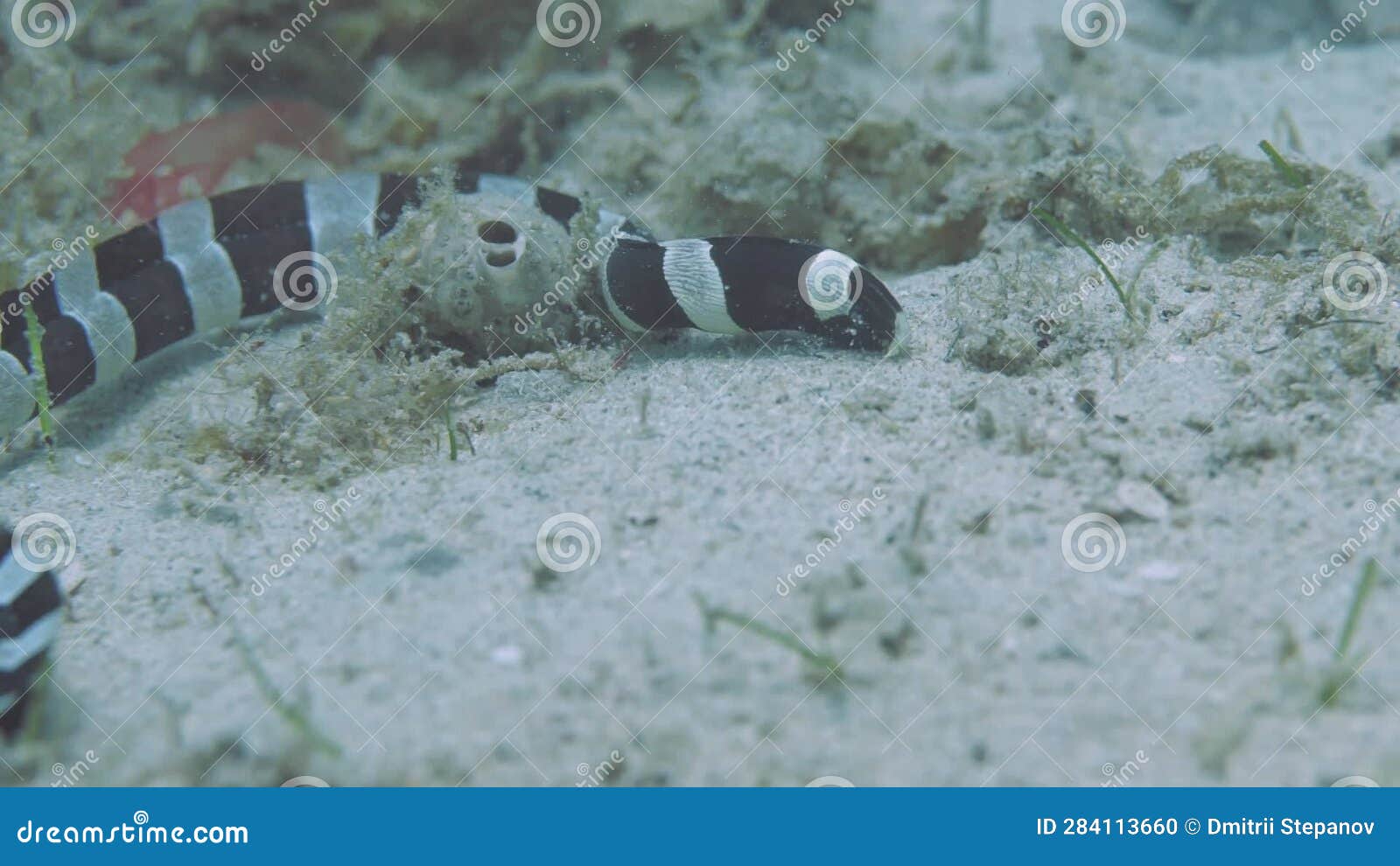 Banded Eel Exploring Sandy Bottom of Ocean in Philippines Stock Footage