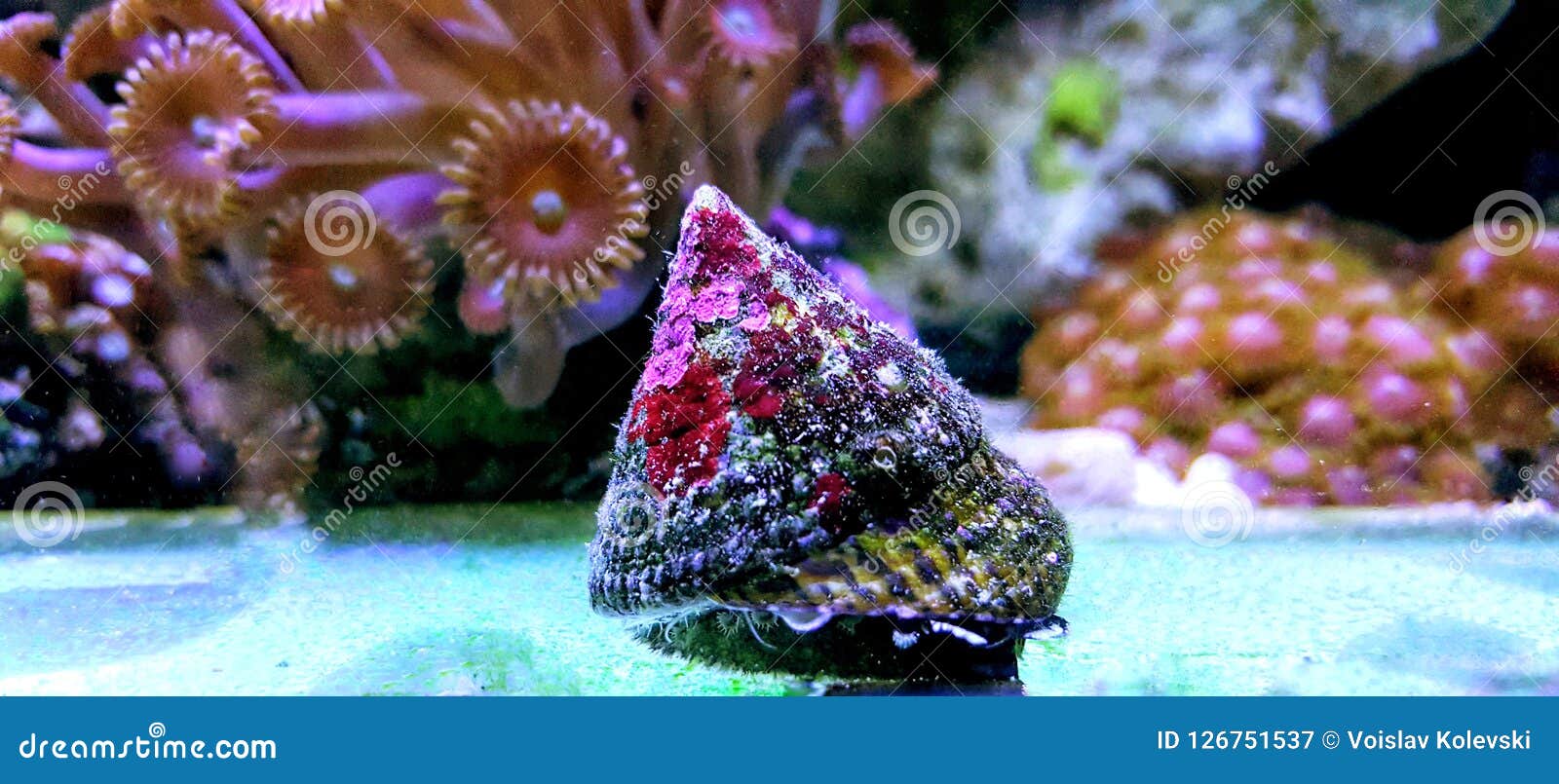 banded trochus snail - trochus sp.