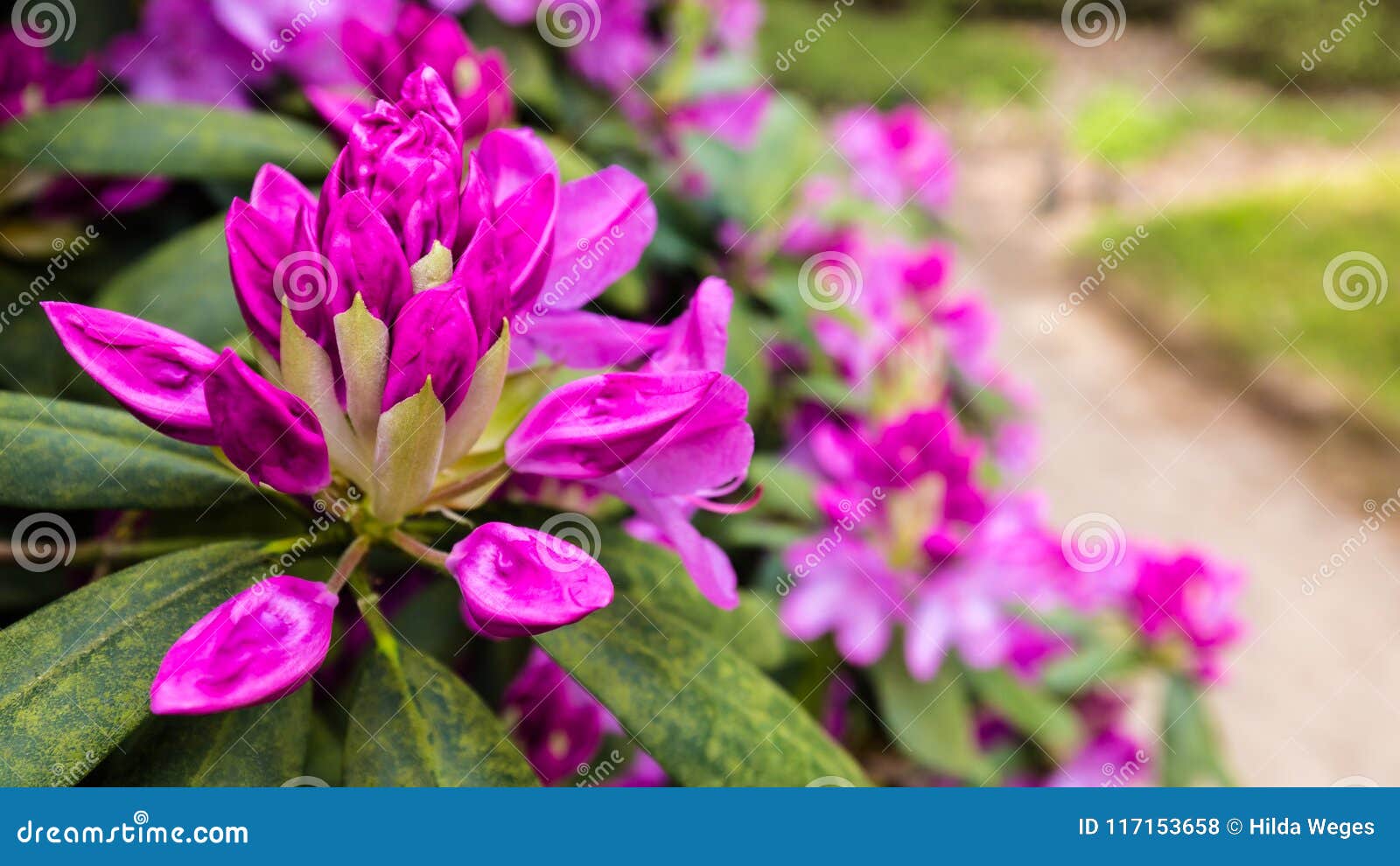 Bandera Violeta Hermosa De La Azalea Foto de archivo - Imagen de verde,  estilo: 117153658