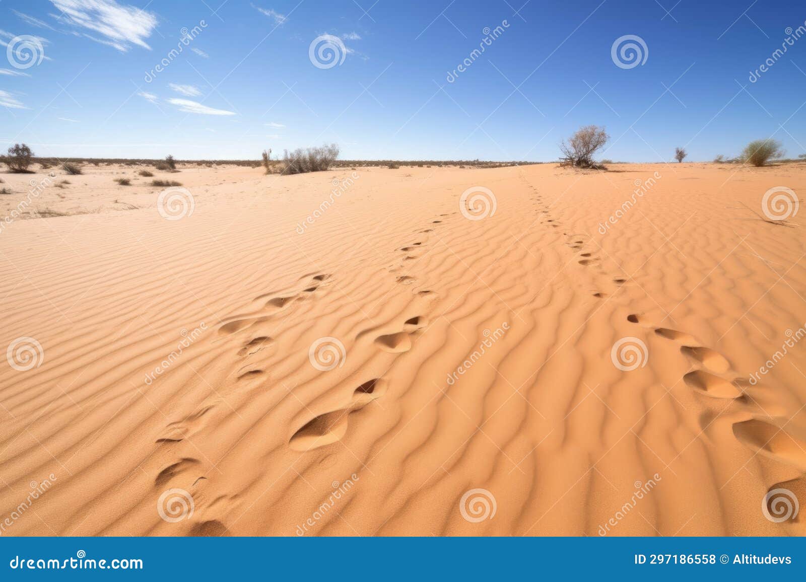 a bandicoots footprints in the sandy desert surface