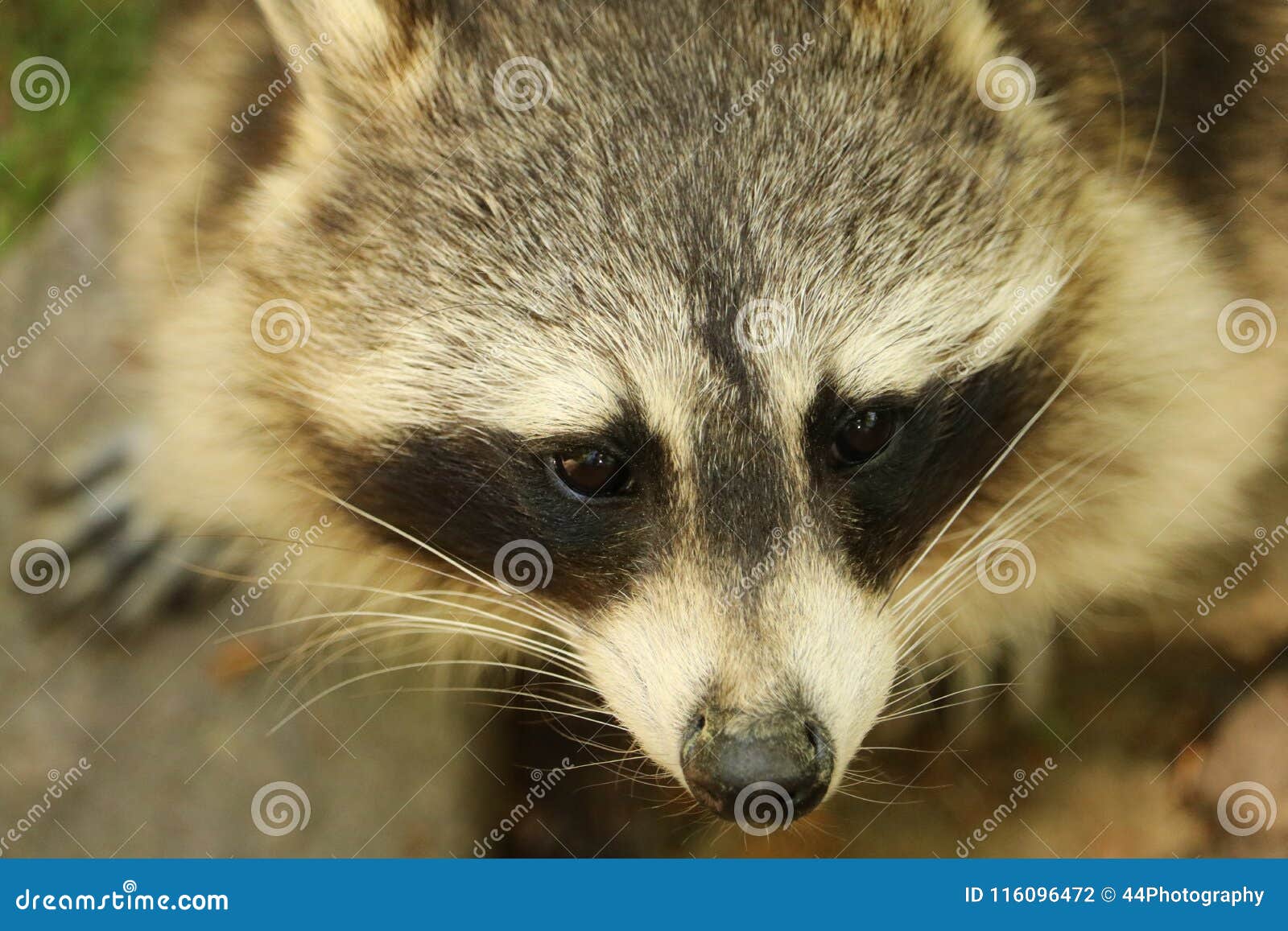 closeup portrait of raccon, wild animal in north america and europe