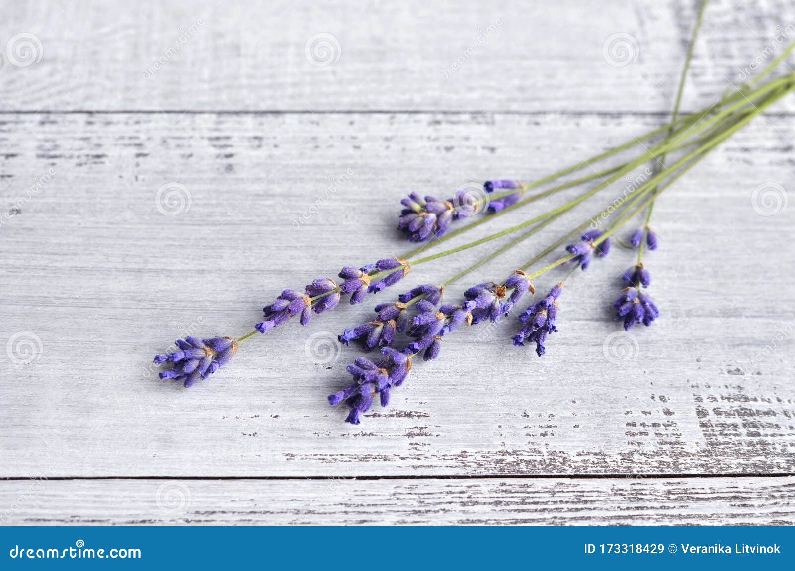 Bando De Flores Lavanda Naturais Frescas Em Velhas Mesas Rústicas De  Madeira Imagem de Stock - Imagem de fresco, fragrância: 173318429