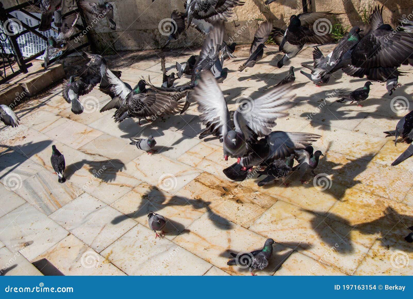 Foto alimentando os pombos na Praça de São Marcos - Imagens Grátis Para  Imprimir - img 8129