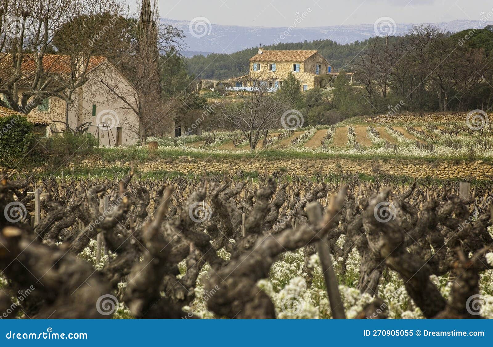 vines, vineyards, and estates in the bandol appellation of the wine region in provence, france.