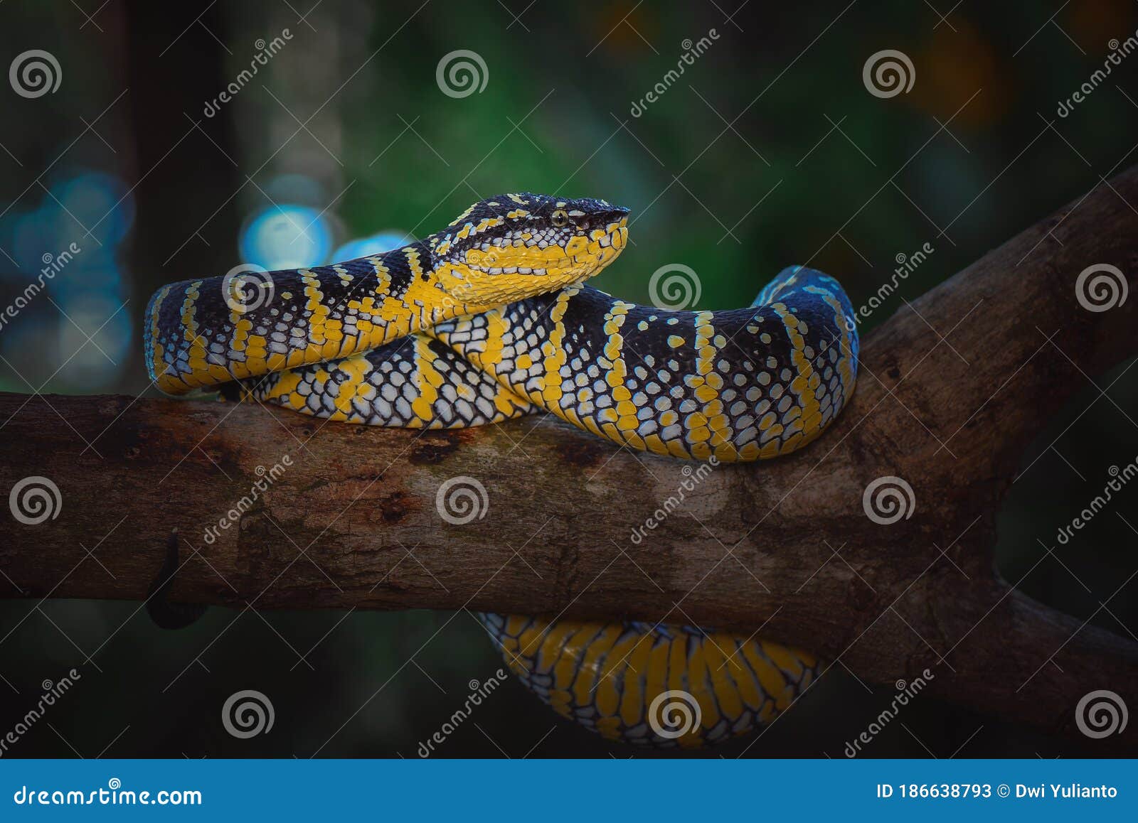 wagler viper, temple venomous