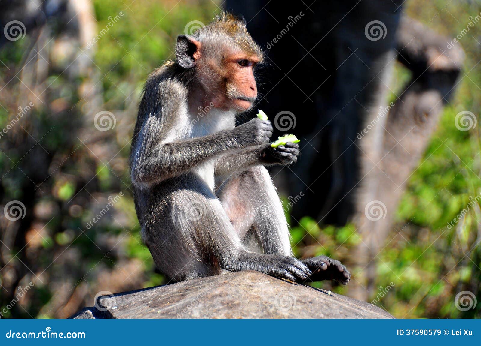 Bang Saen, Thailand Monkey Sitting Atop Wall Stock Image Image of