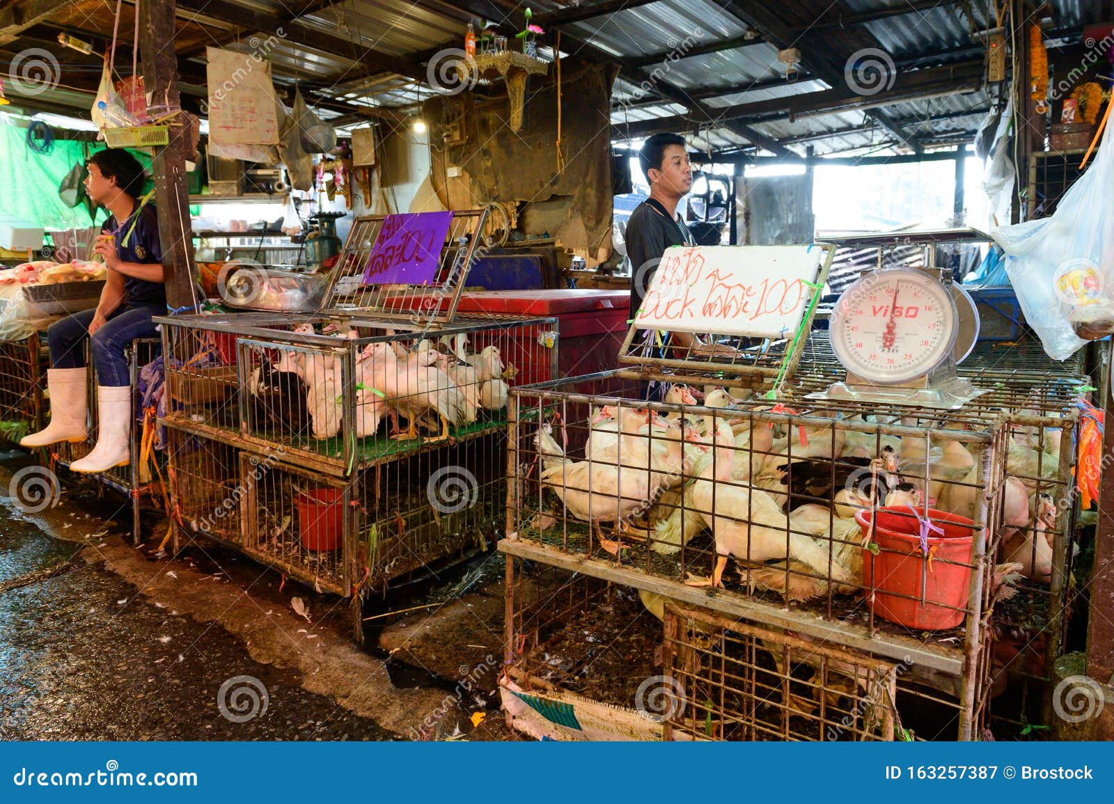 Bangkok, Thailand - October 29, 2019 : Live Ducks for Sale at Khlong Toei  Market Biggest Fresh Market Editorial Photography - Image of livestock,  feather: 163257387