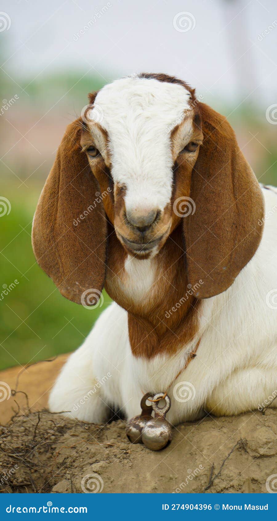 265 Eared Goat Stock Photos - Free & Royalty-Free Stock Photos from  Dreamstime