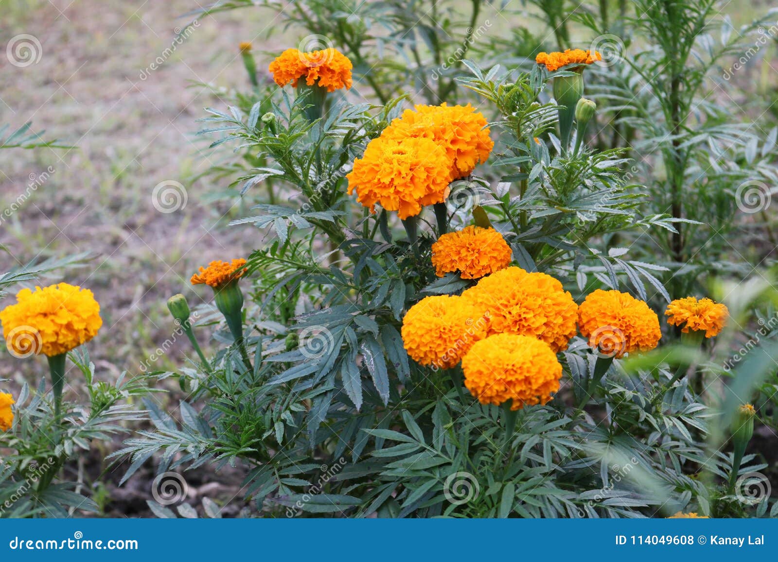 Bangladeshi Beautiful Yellow Big Marigold Flowers In Garden Stock