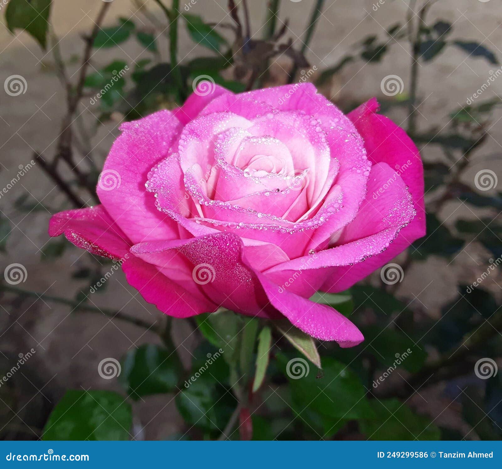 A Bangladeshi rose. stock photo. Image of rose, shrub 249299586