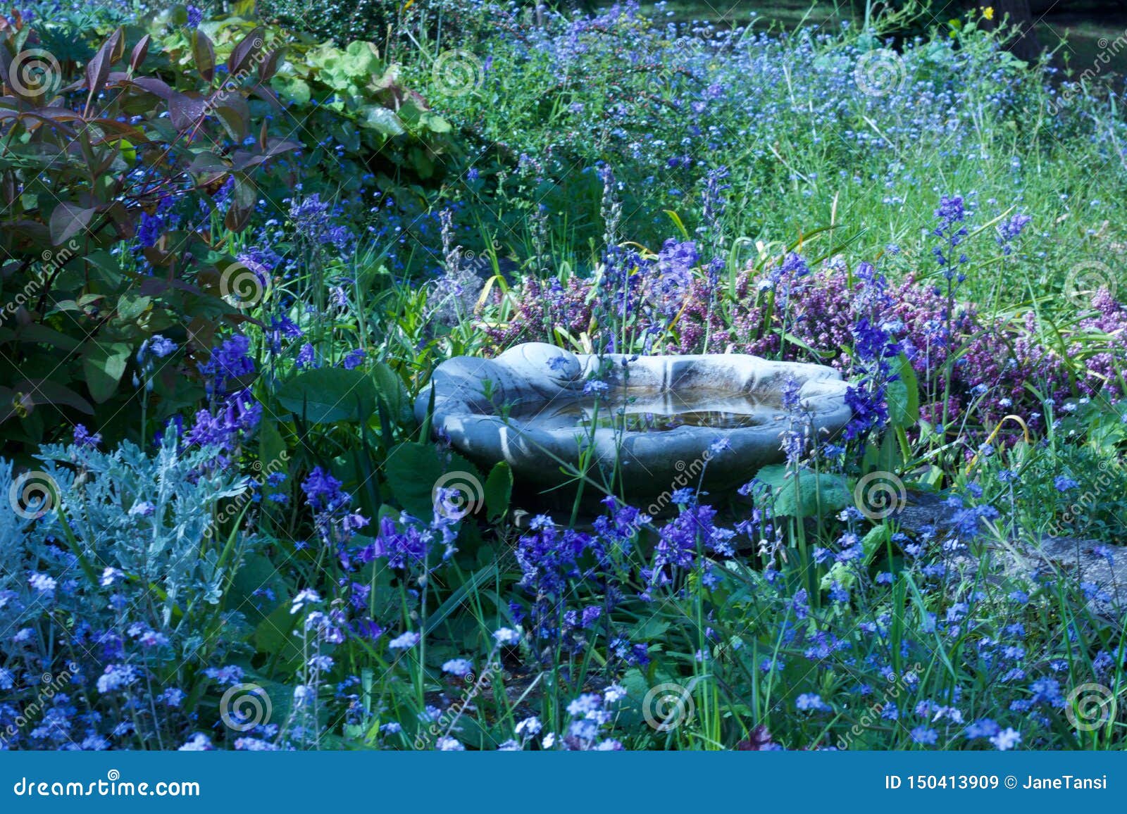 Banho flor bonita no jardim enchido - imagem do p?ssaro. Jardim lux?ria com o banho de pedra do p?ssaro cercado por flores bonitas da mola
