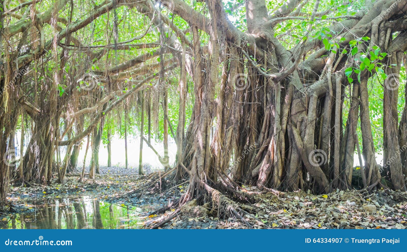 photo stock banian trs grand dans la jungle arbre de la vie banya stupfiant image