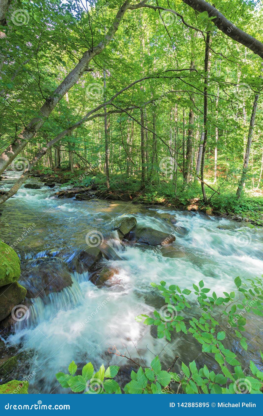 Bank Of The Forest River Stock Image Image Of Exposure 142885895