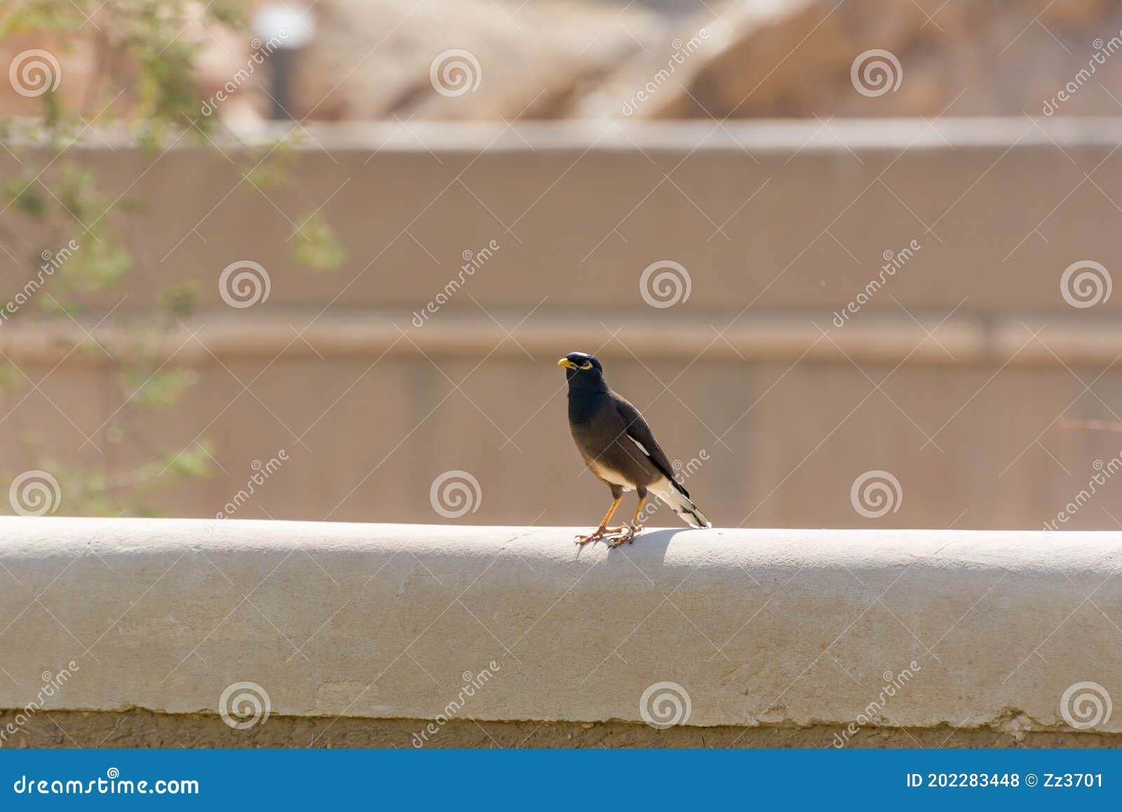 bank myna bird standing on the ruins of diraiyah clay castle, also as dereyeh and dariyya, a town in riyadh, saudi arabia