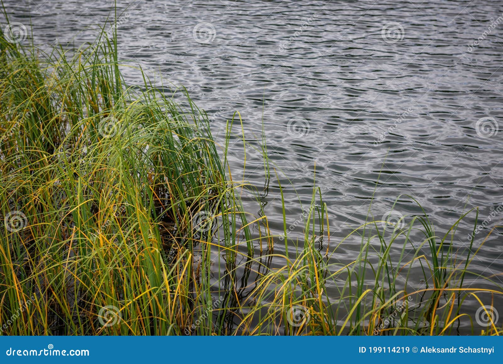 Bank Overgrown with Grass, Close-up. Reeds on the River. Green Grass in ...
