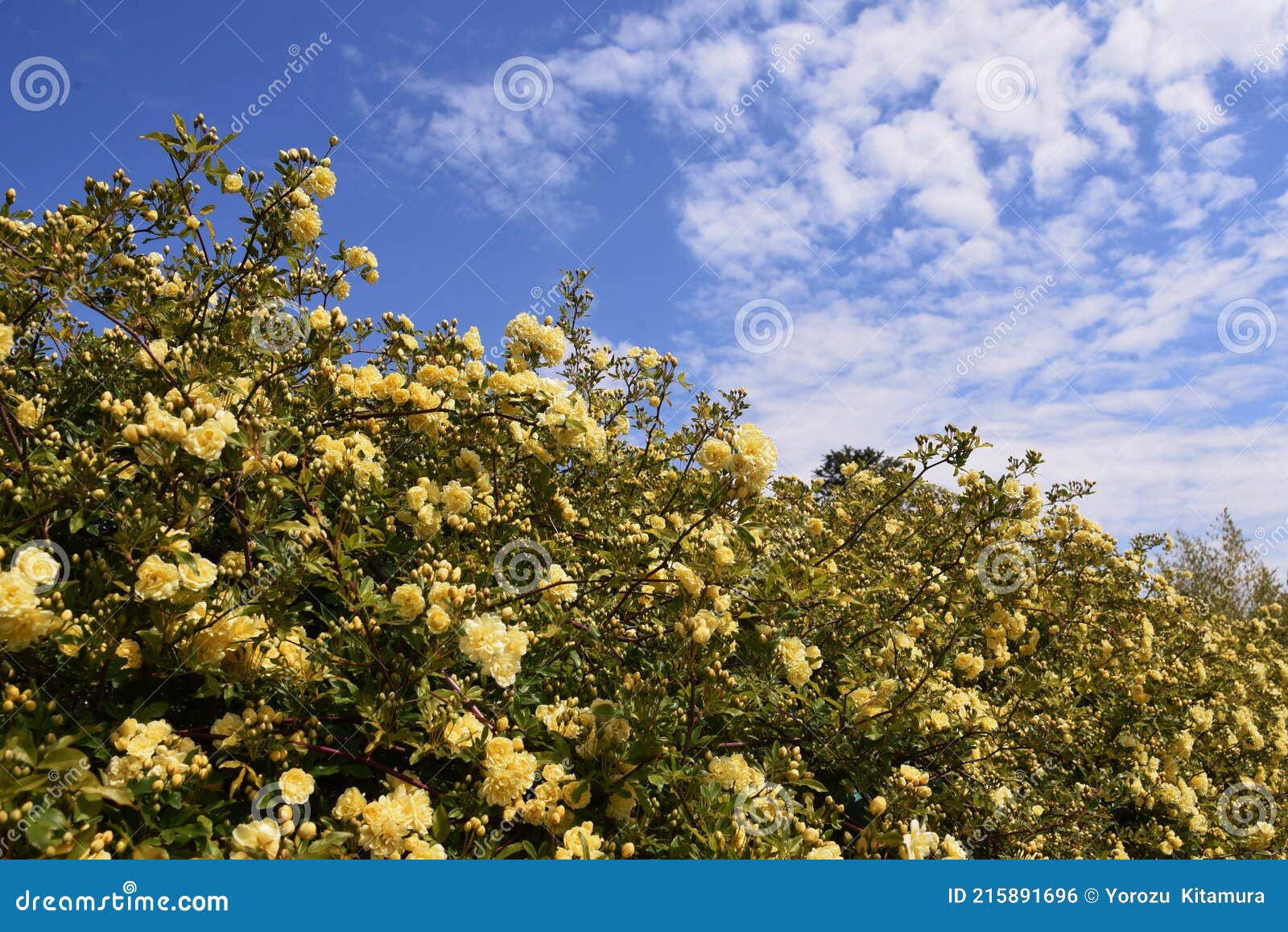 バンクシアは花をバラにした Stock Photo Image Of Double Banksiae バンクシアは花をバラにした Stock Photo Image Of Double Banksiae