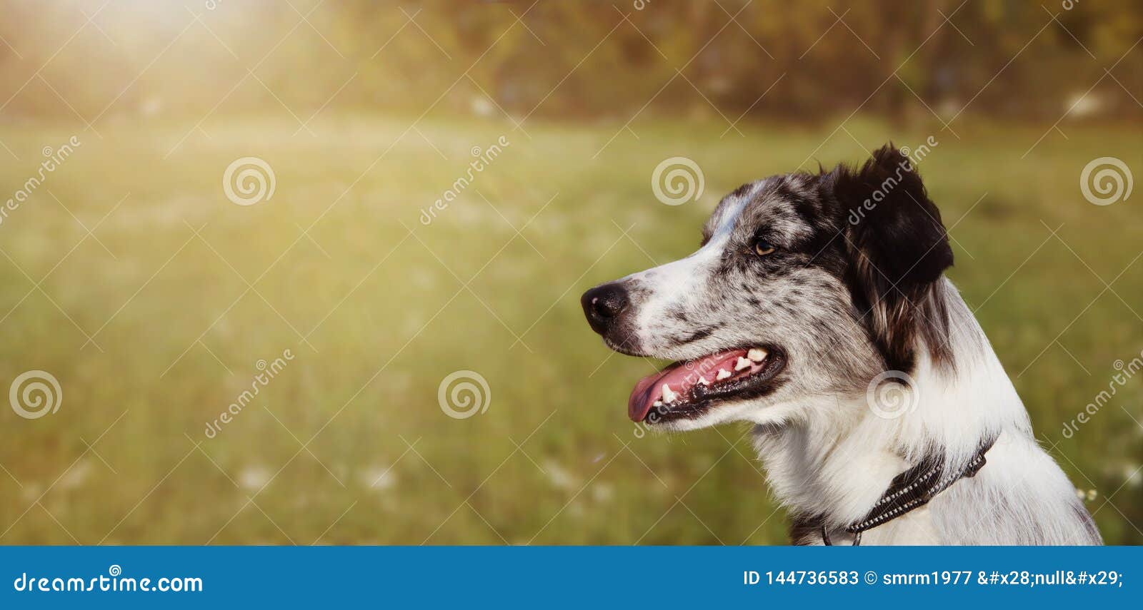banner border collie scottish  dog looking side in green grass. close-up portrait with sunsetlight