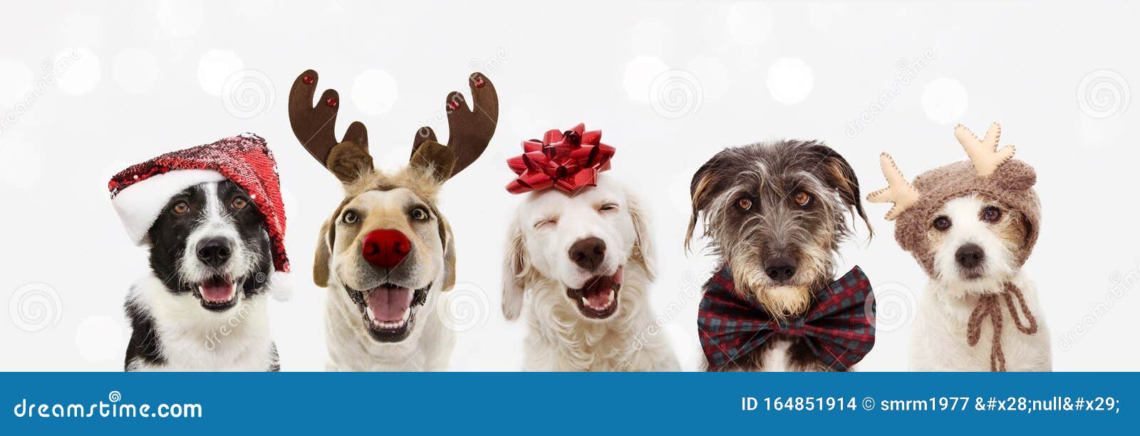 banner five dogs celebrating christmas holidays wearing a red santa claus hat, reindeer antlers and red present ribbon. 
