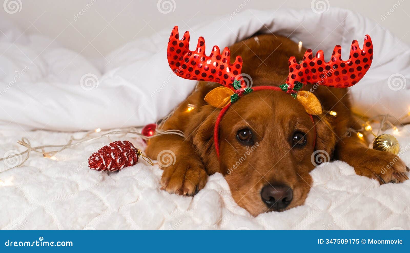 Vizsla Dog Gorgeous Reindeer Antlers Christmas Light String T-Shirt Vizsla Dog Gorgeous Reindeer Antlers Christmas Light String T-Shirt