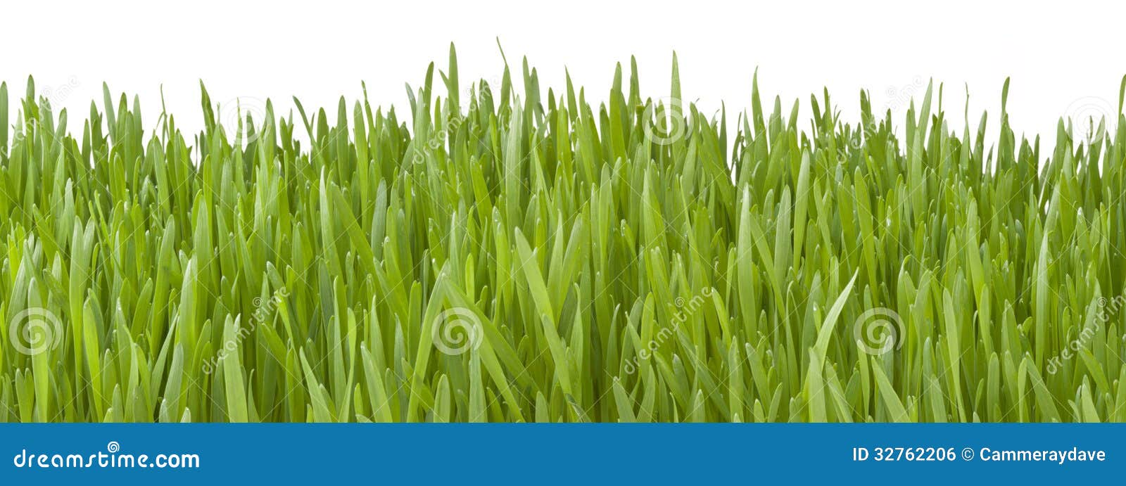 Banner Green Grass Background Stock Photo Image Of Lawn Nature - grass and sky background roblox