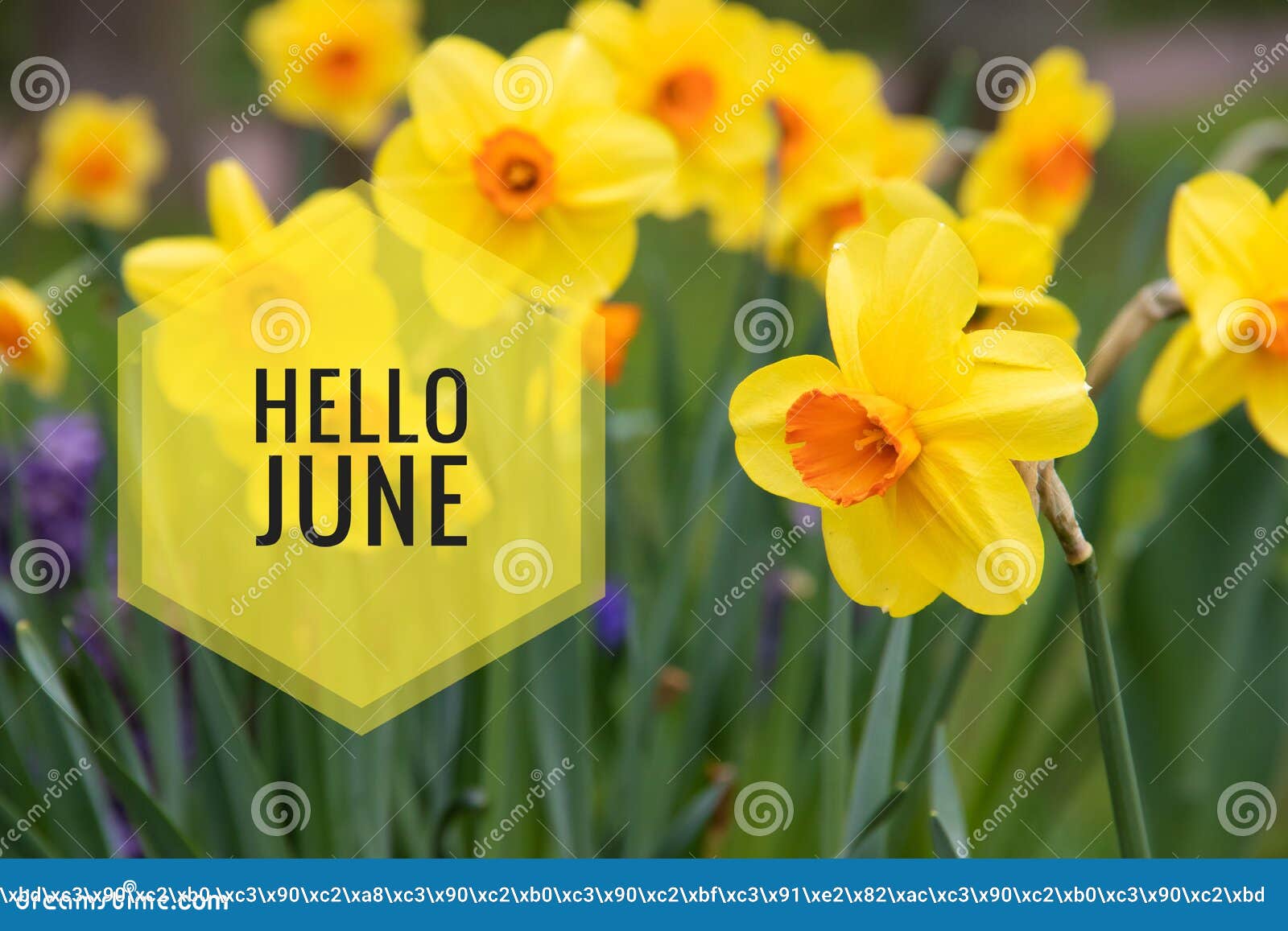 banner hello june. new season . welcome card photo with flowers. yellow flowers. spring flowers. flower narcissus