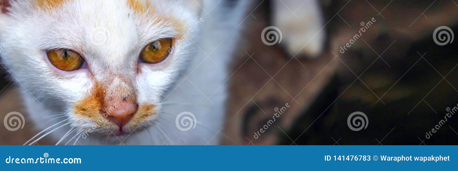 cat eyeballs cat eyeballs