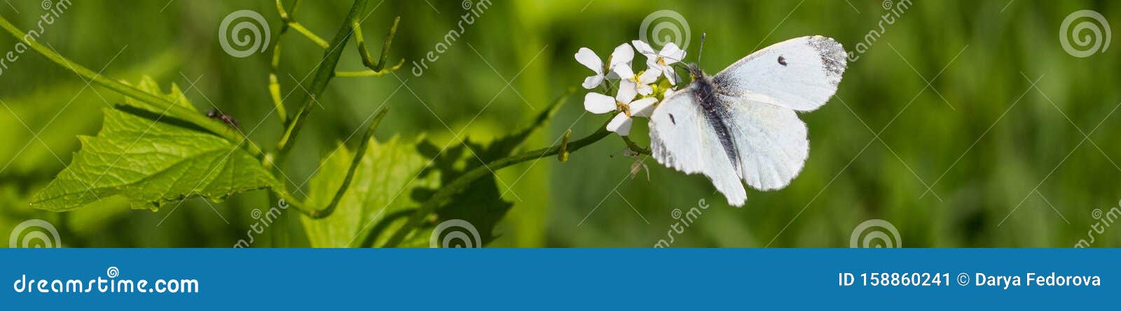 banner of white butterfly on an little white flower