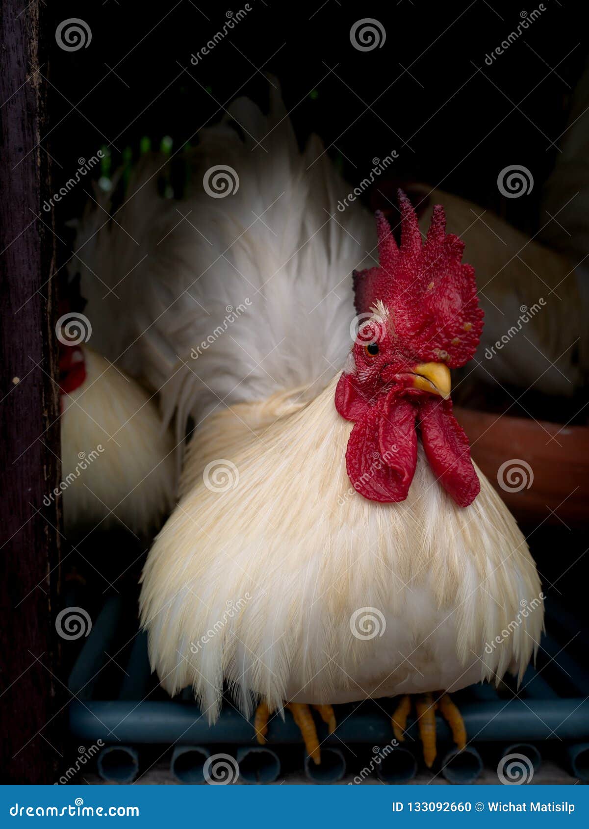 Bantam Chicken Stood At The Front Door Stock Photo Image Of Color