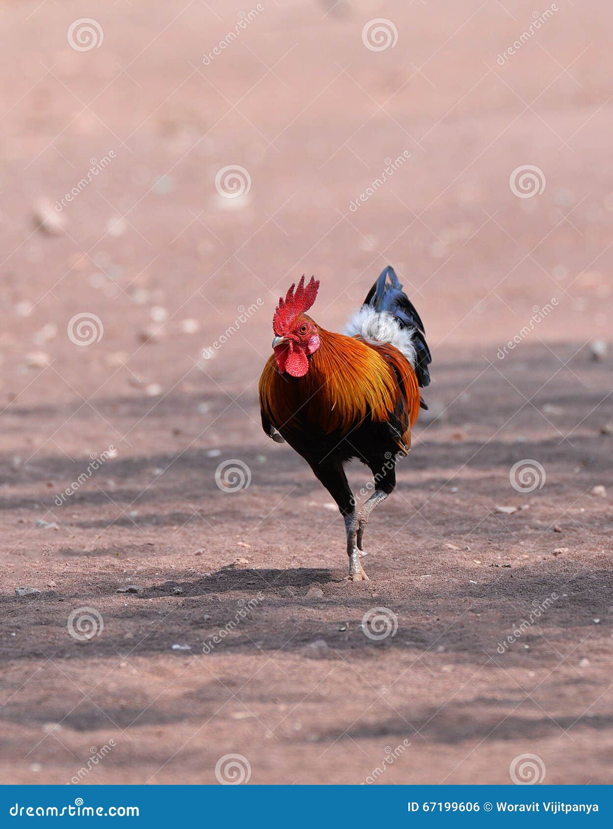 Bantam chicken stock photo. Image of aggressive, bantam 67199606