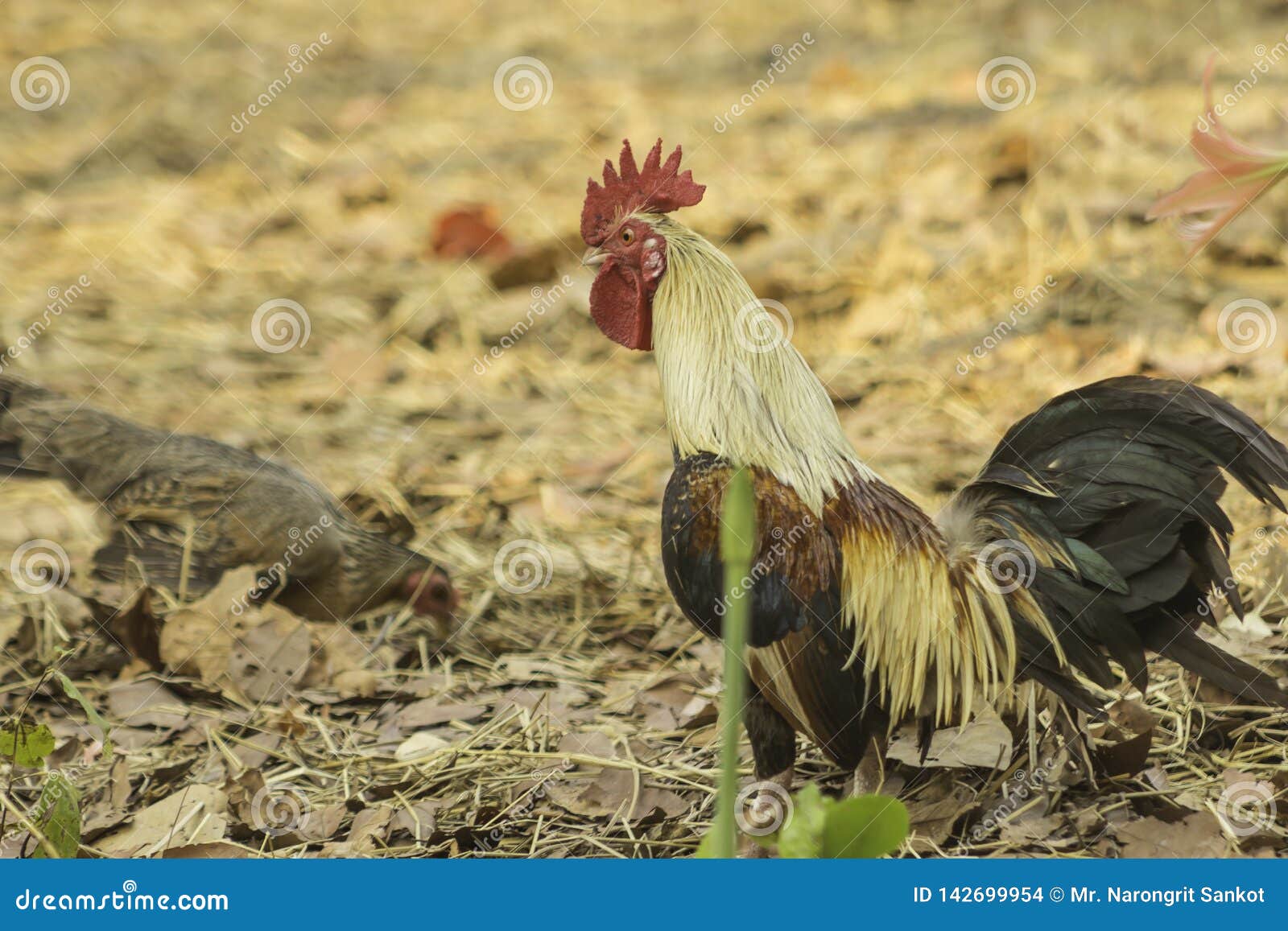 Bantams stock photo. Image of food, livestock, animal 142699954