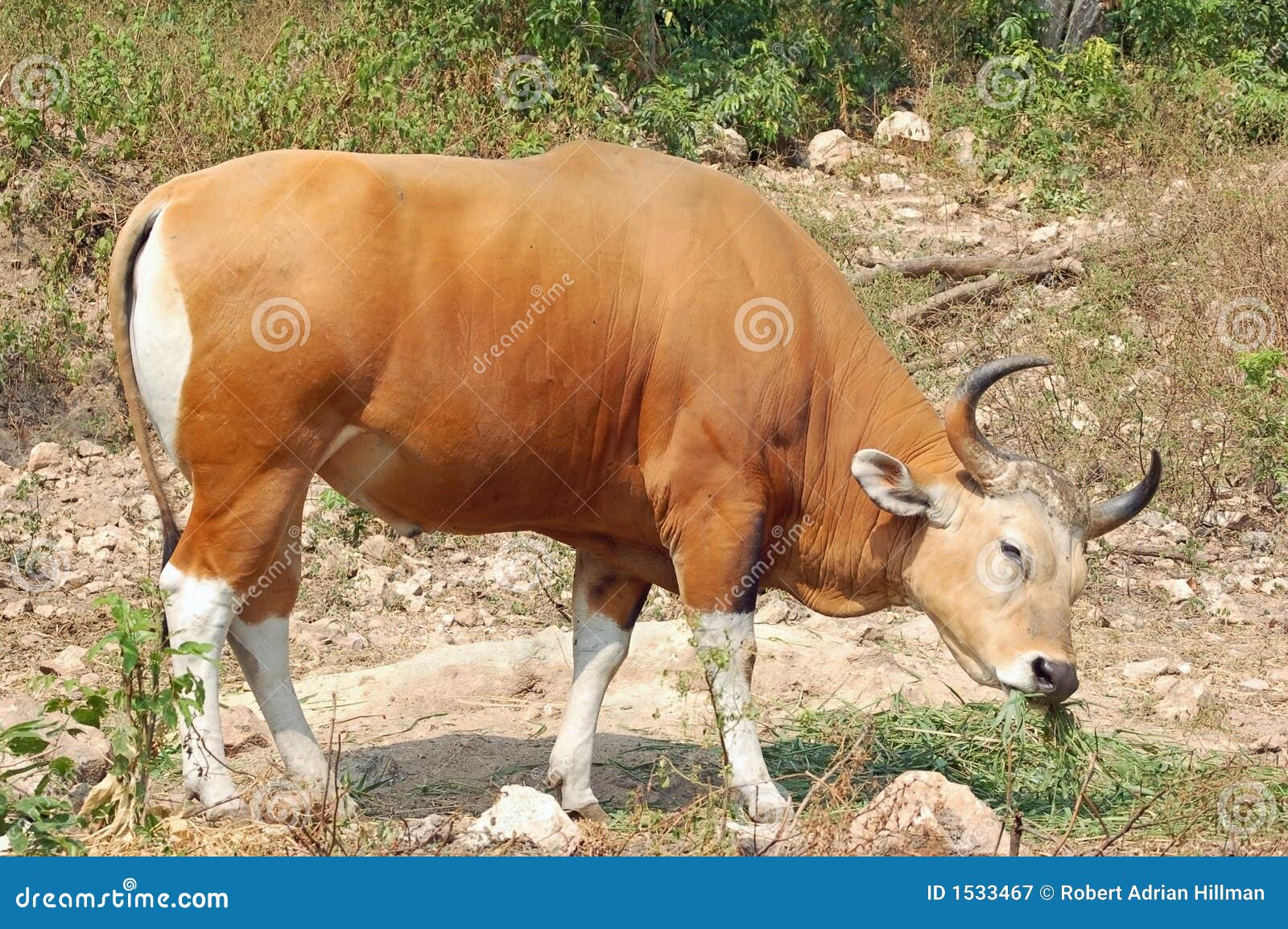 banteng