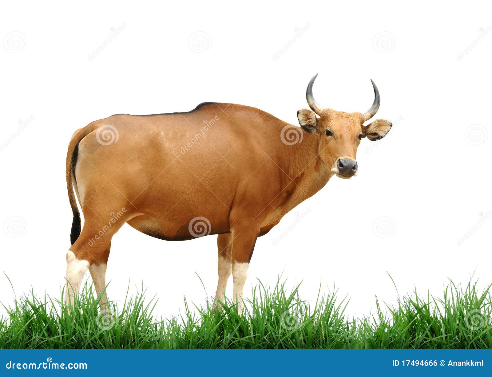 banteng