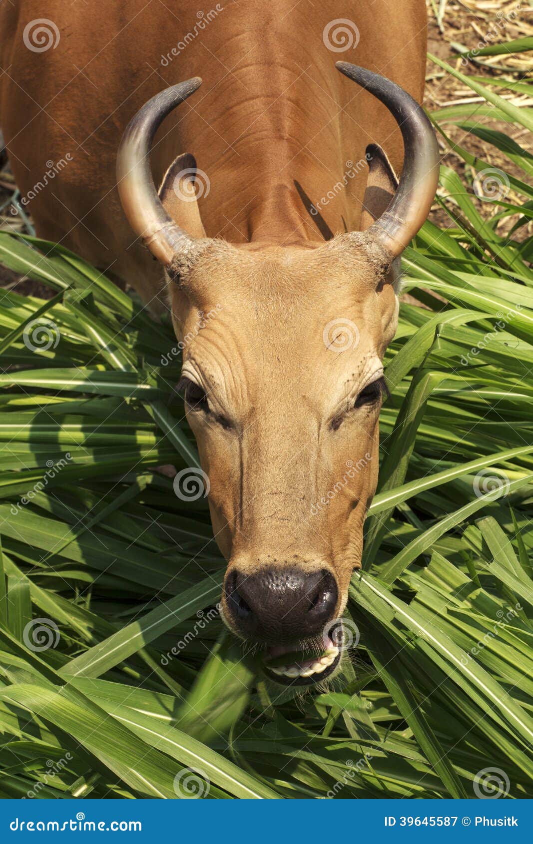 Banteng immagine stock. Immagine di capo, muscolo, pasci - 39645587