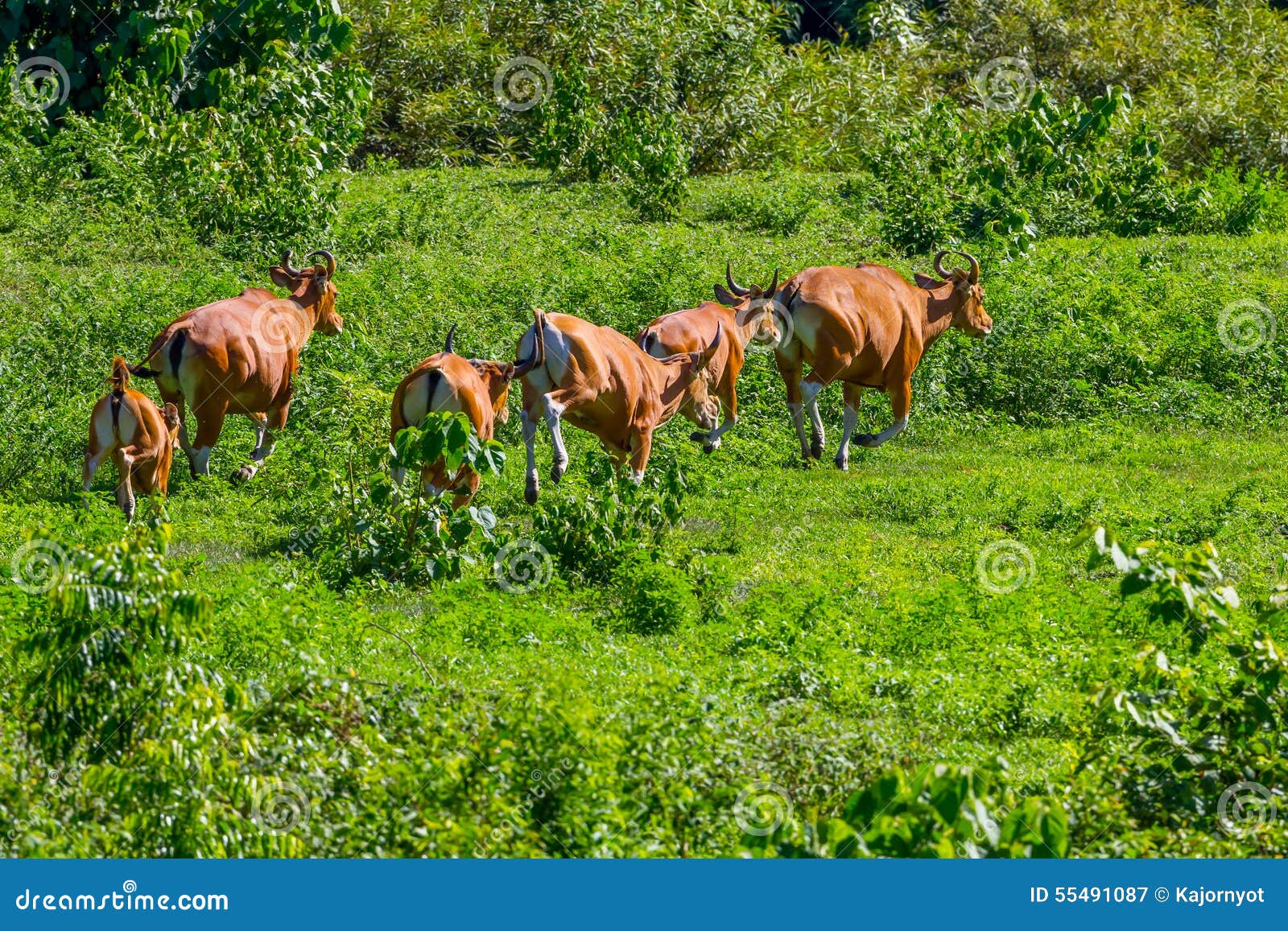 banteng (bos javanicus)