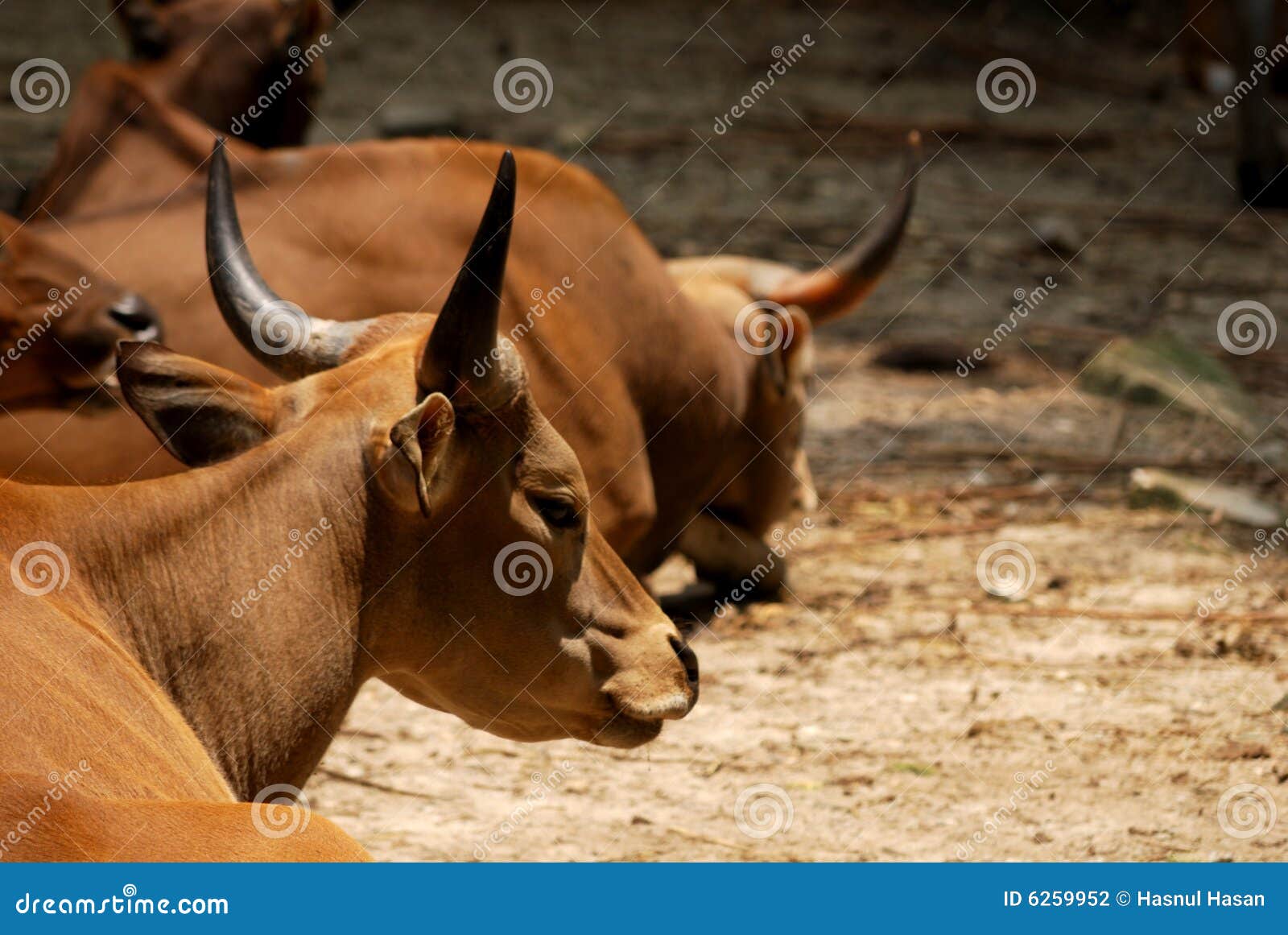 banteng resting