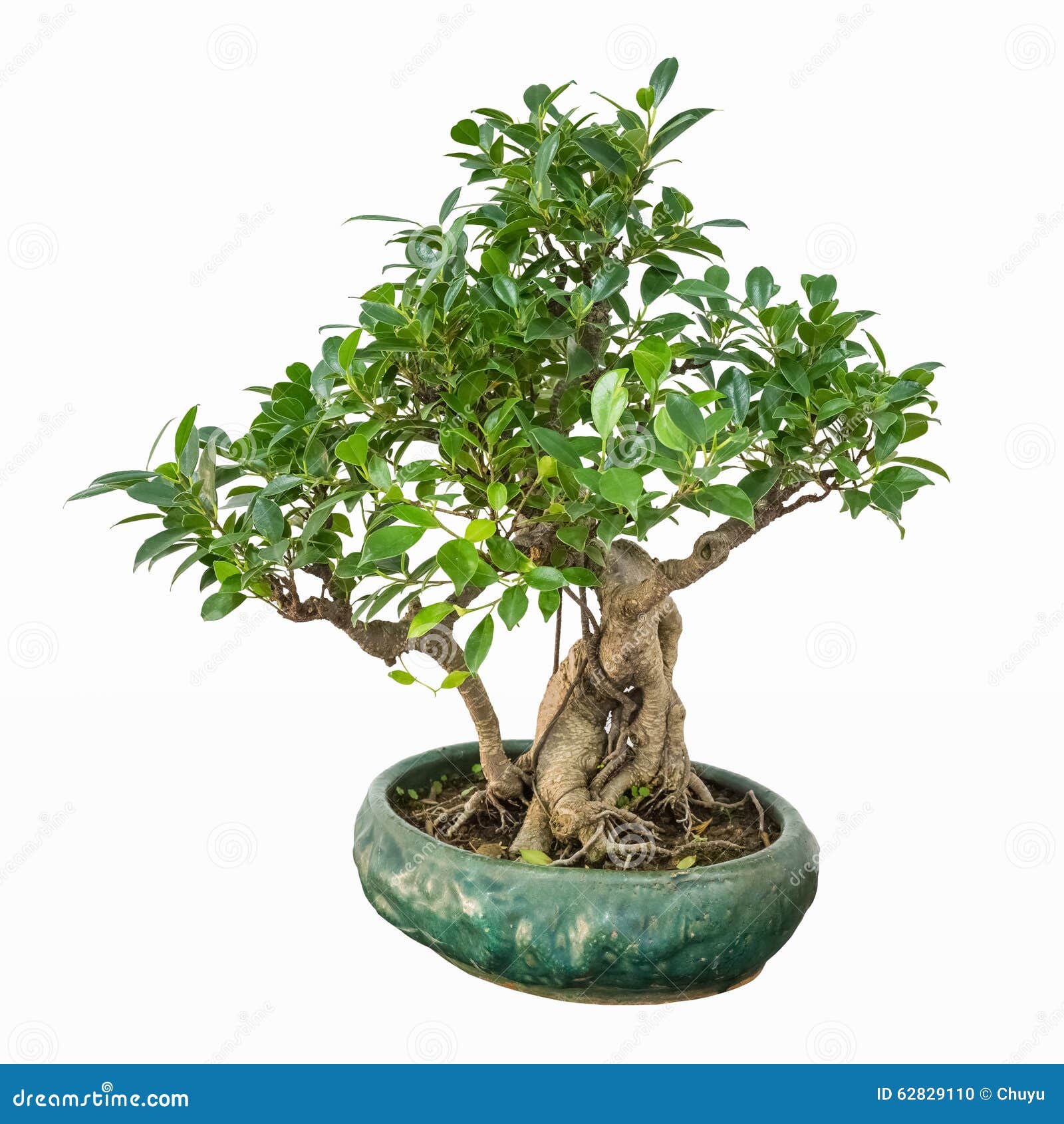 Banyan bonsai tree stock photo. Image of background, isolated 62829110