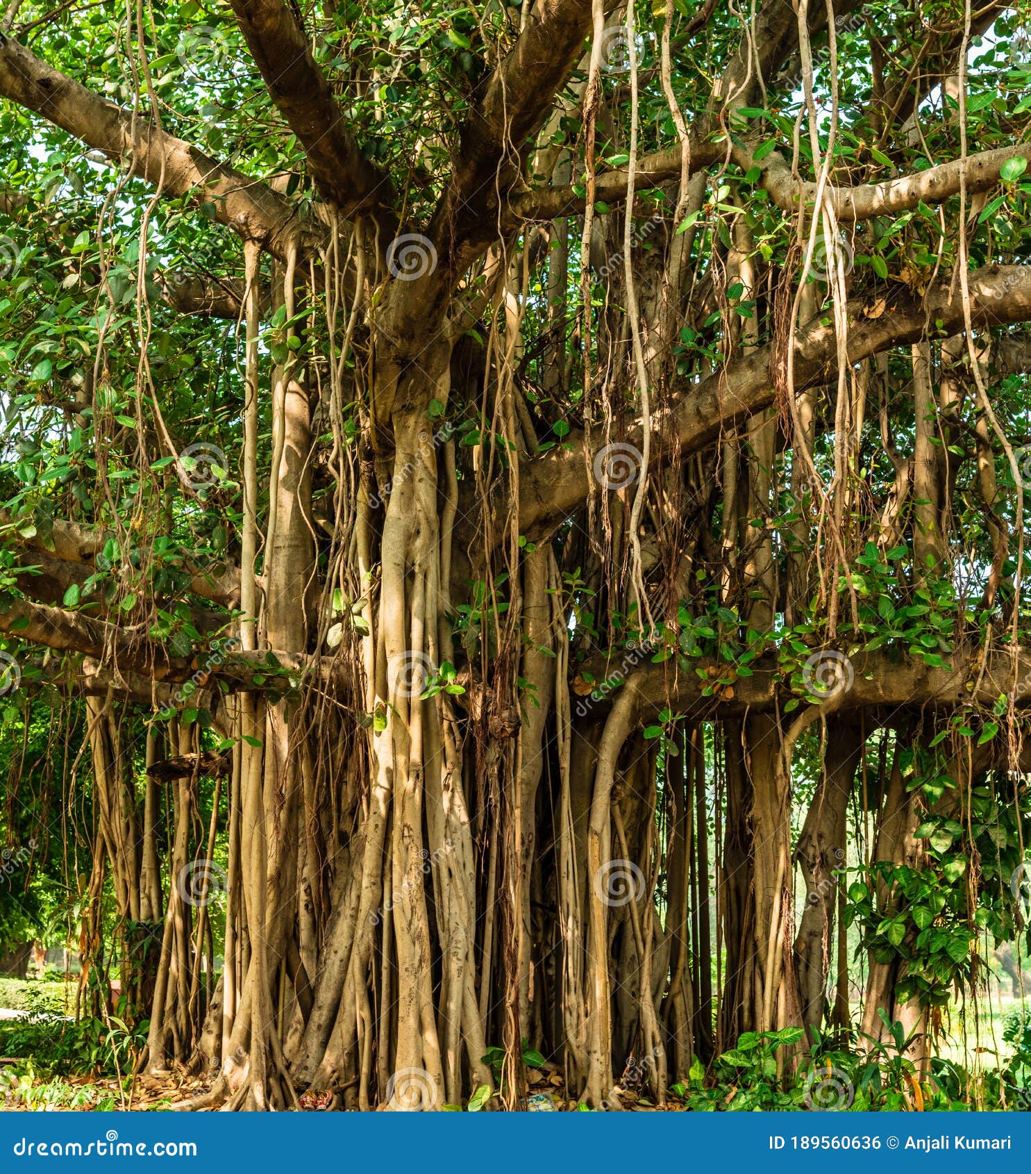 Banyan tree stock photo. Image of beach, landscape, forest - 189560636