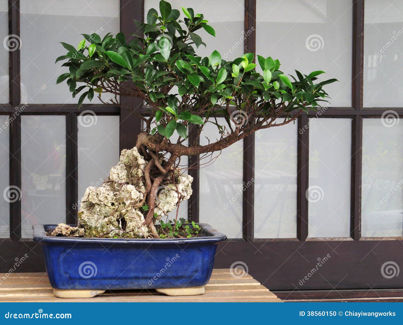 Banyan tree bonsai stock photo. Image of sell, culture 38560150