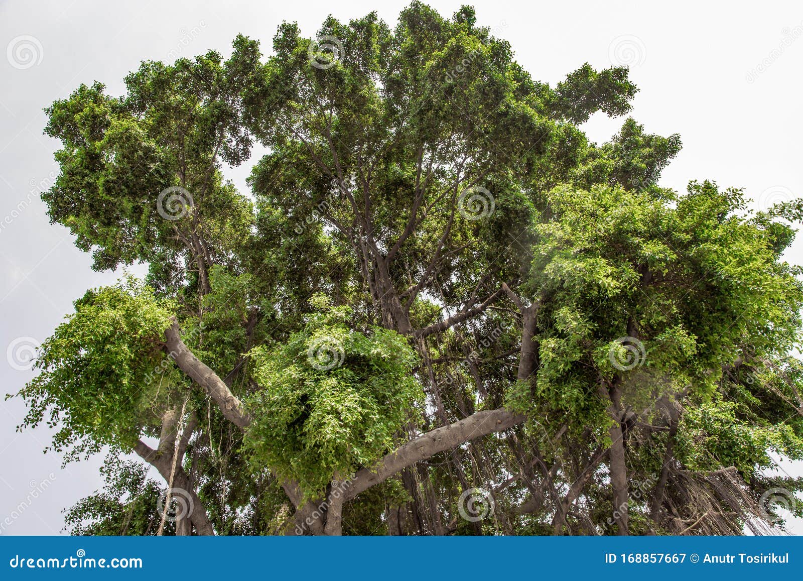 banyan tree ficus benjamina large and old grown in the park, kown as weepig fig, benjamin fig or ficus tree