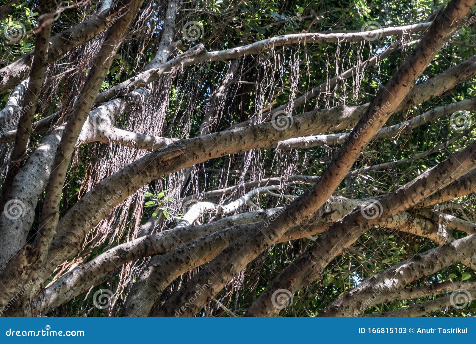 banyan tree ficus benjamina large and old grown in the park, kown as weepig fig, benjamin fig or ficus tree