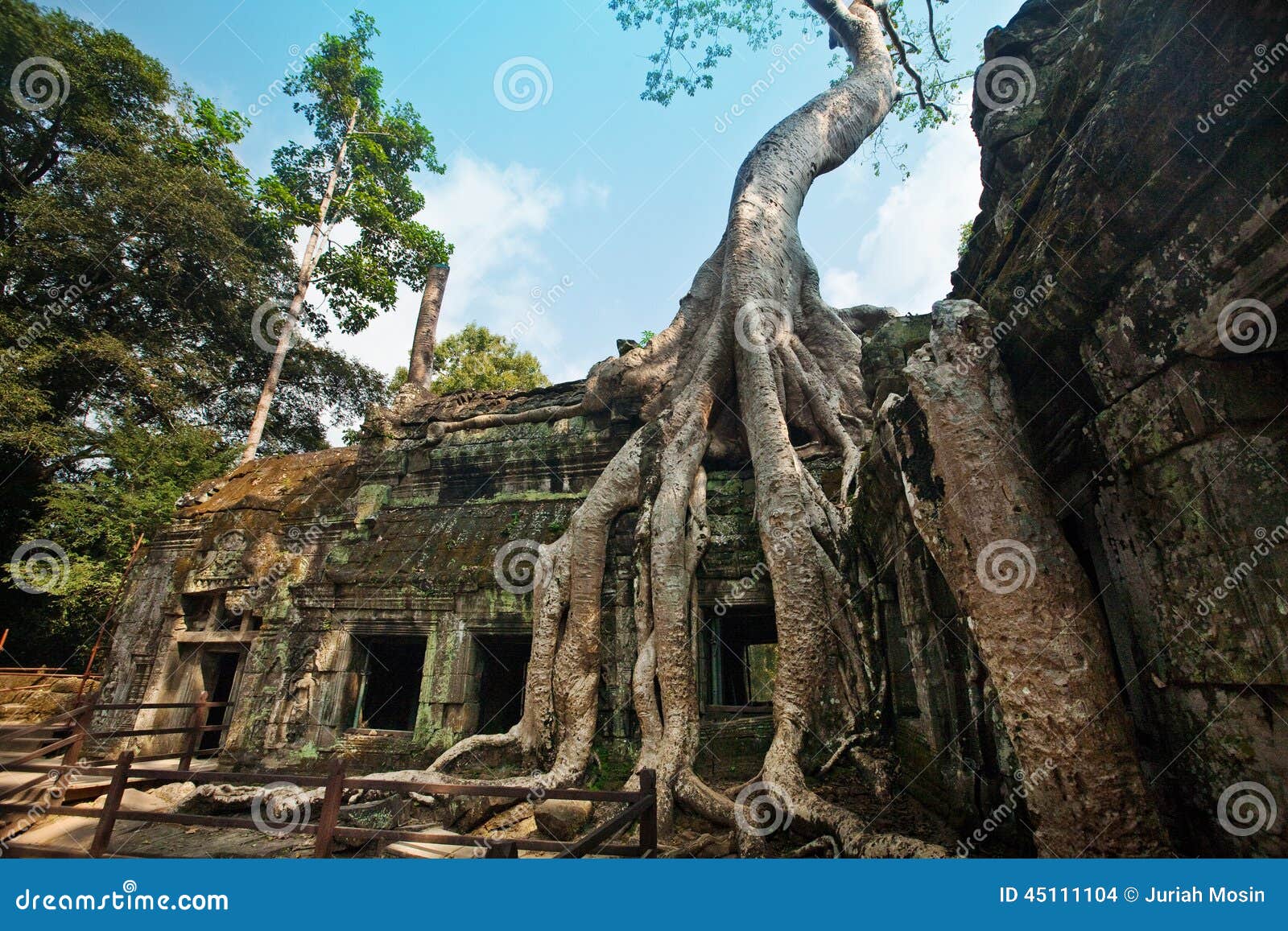 banyan tree growing in the ancient ruin of ta phrom, angkor wat, cambodia.