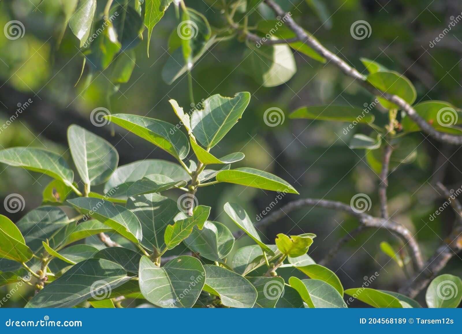 banyan tree in junglel india