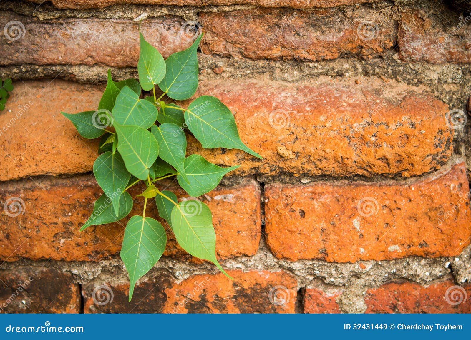 Banyan Tree with Roots Growing Out of the Wall Brick Stock Image