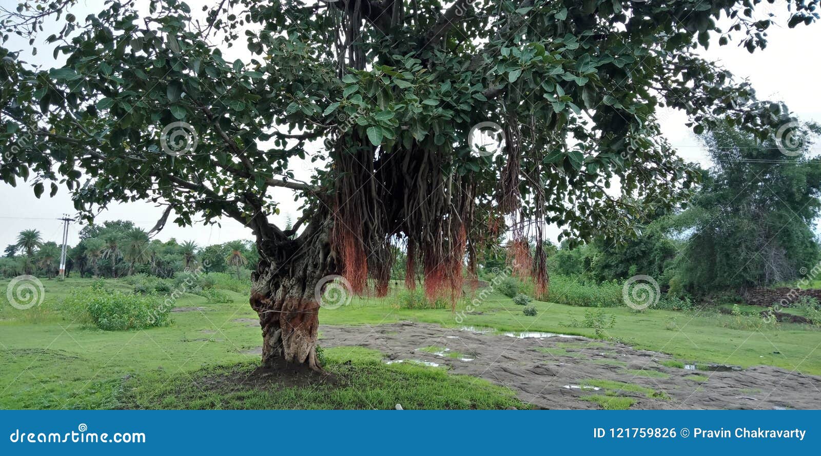 Banyan Tree Roots and Textures Nature Background Wallpaper, Stock Photo - Image of build, blank: 121759826 Banyan Tree Roots and Textures Nature Background Wallpaper, Stock Photo - Image of build, blank: 121759826