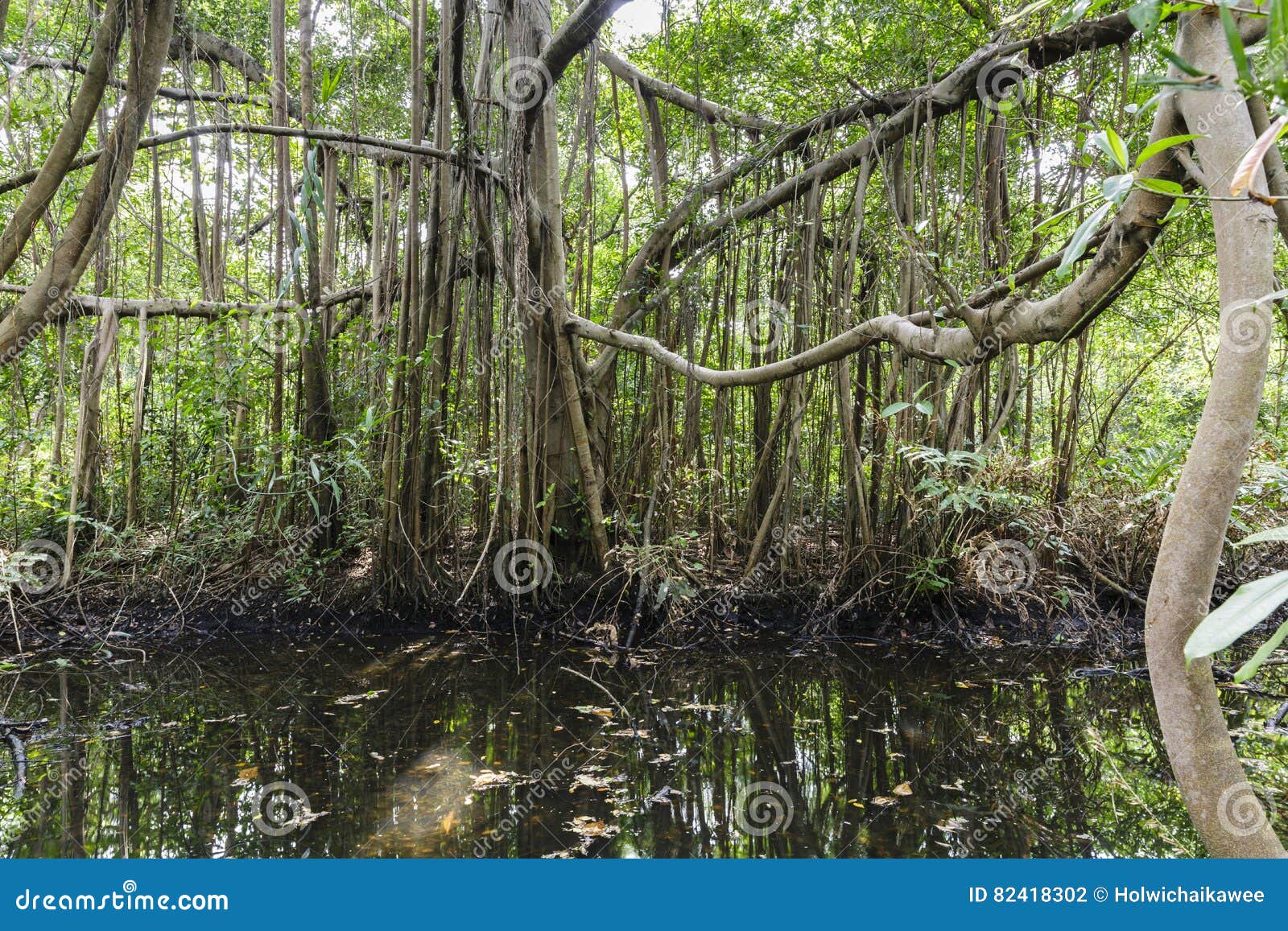 banyan tree and watercourse in the jungle