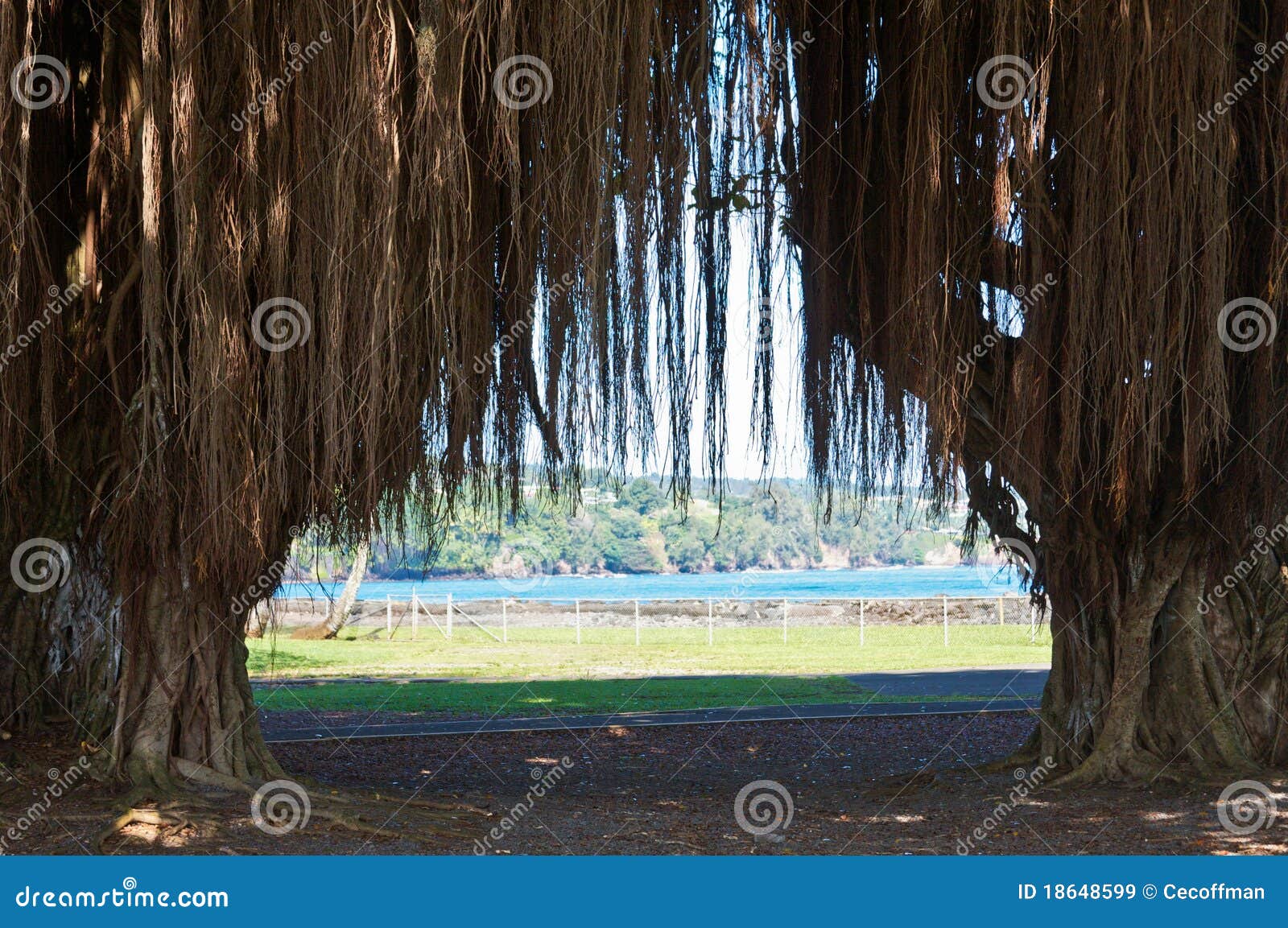 banyan trees of hilo