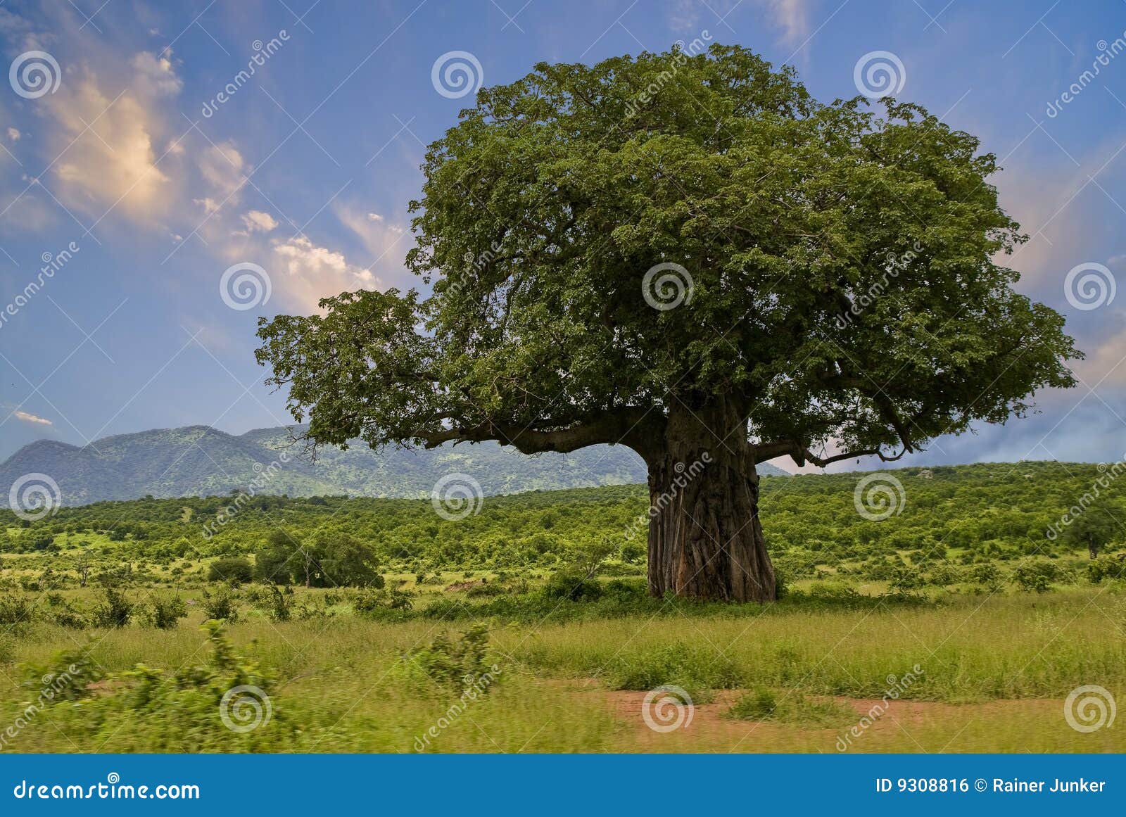 Baobab Stock Photography CartoonDealer 9308816 baobab