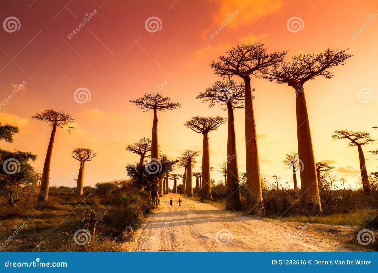 baobab alley sunset