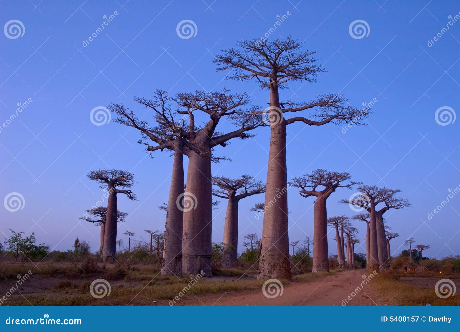 baobab avenue
